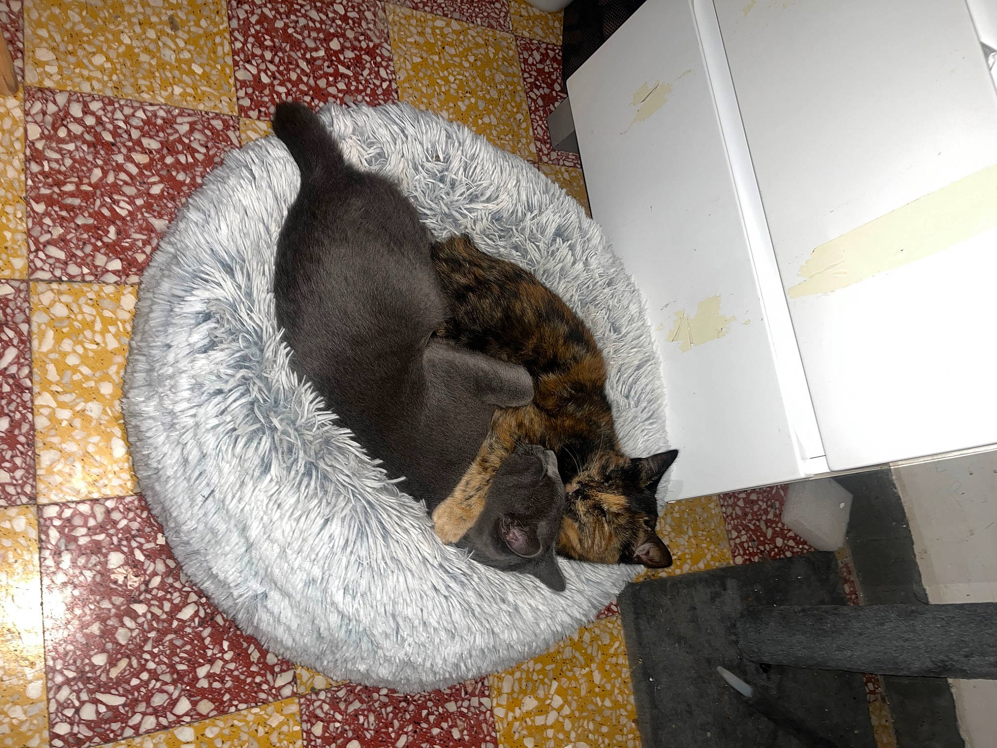Cookie participe au concours pour gagner de l'argent avec cette photo : carnivore, cat, cat_bed, cat_furniture, cat_supply, comfort, domestic_short_haired_cat, felidae, fur, natural_material, pet_supply, small_to_medium_sized_cats, tail, terrestrial_animal, whiskers, wildlife