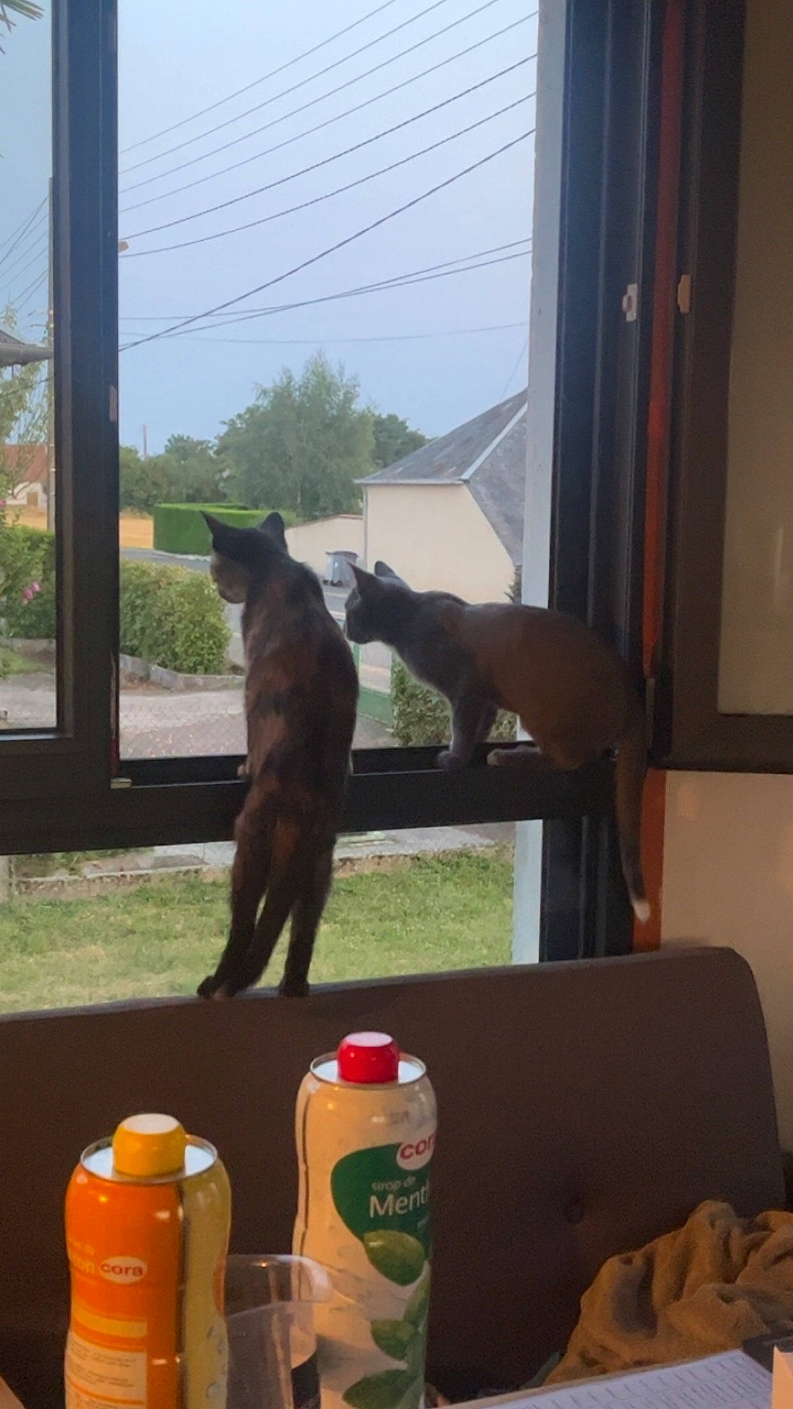 Cookie a rejoint le concours — aidez-le/la à gagner de superbes lots ! bottle, carnivore, cat, companion_dog, dog_breed, drink, drinkware, fawn, felidae, mammal, plastic_bottle, shade, sky, small_to_medium_sized_cats, table, tail, tree, vertebrate, water_bottle, window