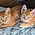Rocco And Tigger