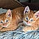 Rocco And Tigger