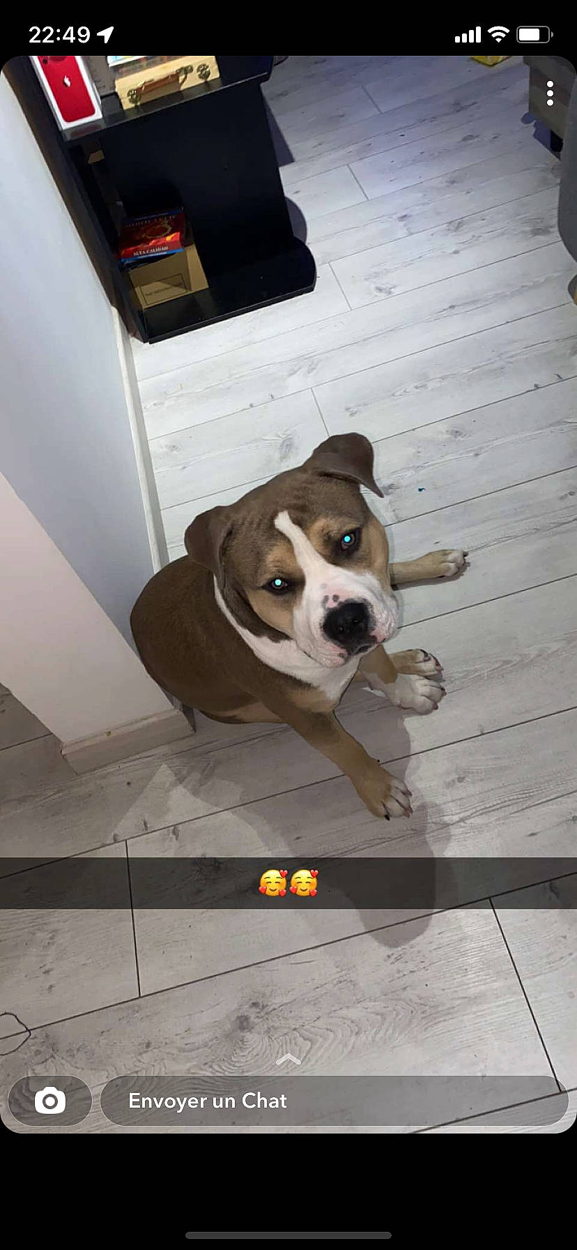 Sayko a rejoint le concours — aidez-le/la à gagner de superbes lots ! carnivore, ceiling, circle, collar, companion_dog, computer_keyboard, dog, dog_breed, dog_collar, dog_supply, floor, flooring, hardwood, leash, pet_supply, snout, sporting_group, window, wood, working_animal