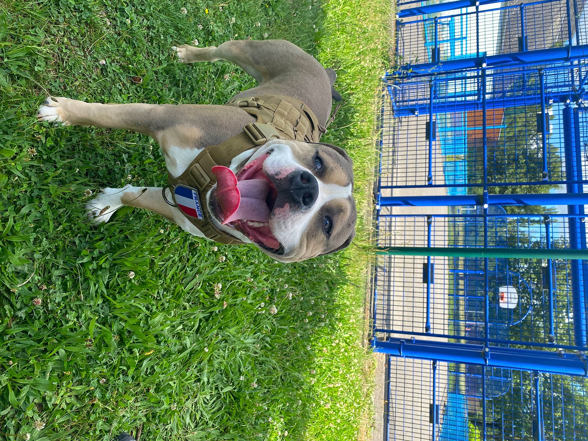 Sayko a rejoint le concours — aidez-le/la à gagner de superbes lots ! building, canidae, carnivore, companion_dog, dog, dog_breed, fawn, grass, house, lawn, leisure, mammal, mesh, pet_supply, plant, snout, sporting_group, tail, tree, window