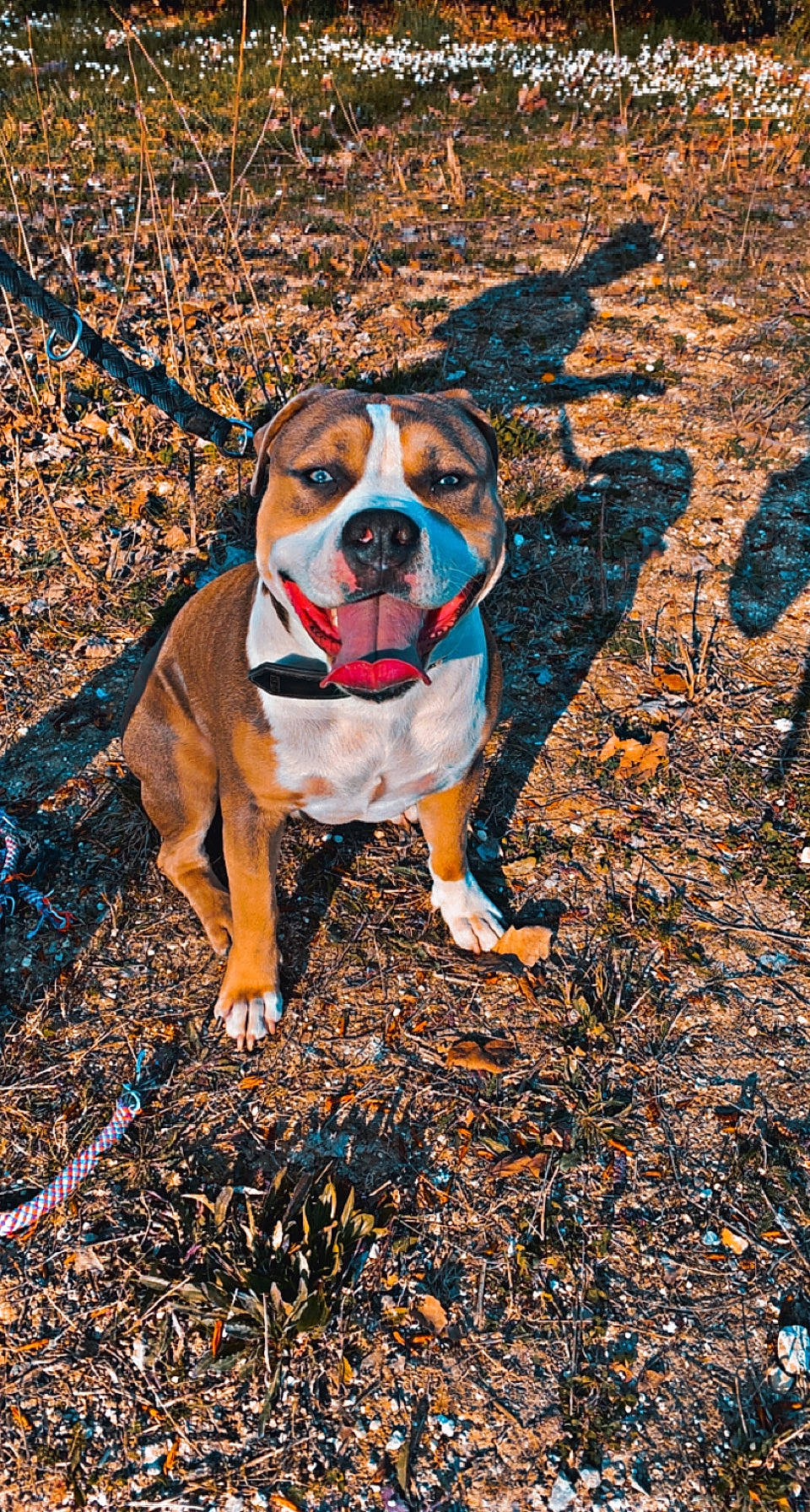 Sayko participe au concours pour gagner de l'argent avec cette photo : carnivore, collar, companion_dog, dog, dog_breed, dog_clothes, dog_collar, dog_supply, eyewear, fawn, grass, people_in_nature, plant, snout, soil, sporting_group, tints_and_shades, tree, wood, working_animal