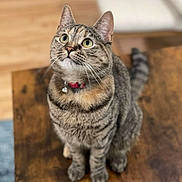 Lily is registered to the contest to win money with this photo: animal, bell, blurred_background, cat, close_up, collar, curious, cute, domestic, feline, fur, green_eyes, indoor, looking_up, pet, sitting, soft_light, tabby_cat, whiskers, wooden_table