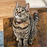 animal, bell, blurred_background, cat, close_up, collar, curious, cute, domestic, feline, fur, green_eyes, indoor, looking_up, pet, sitting, soft_light, tabby_cat, whiskers, wooden_table