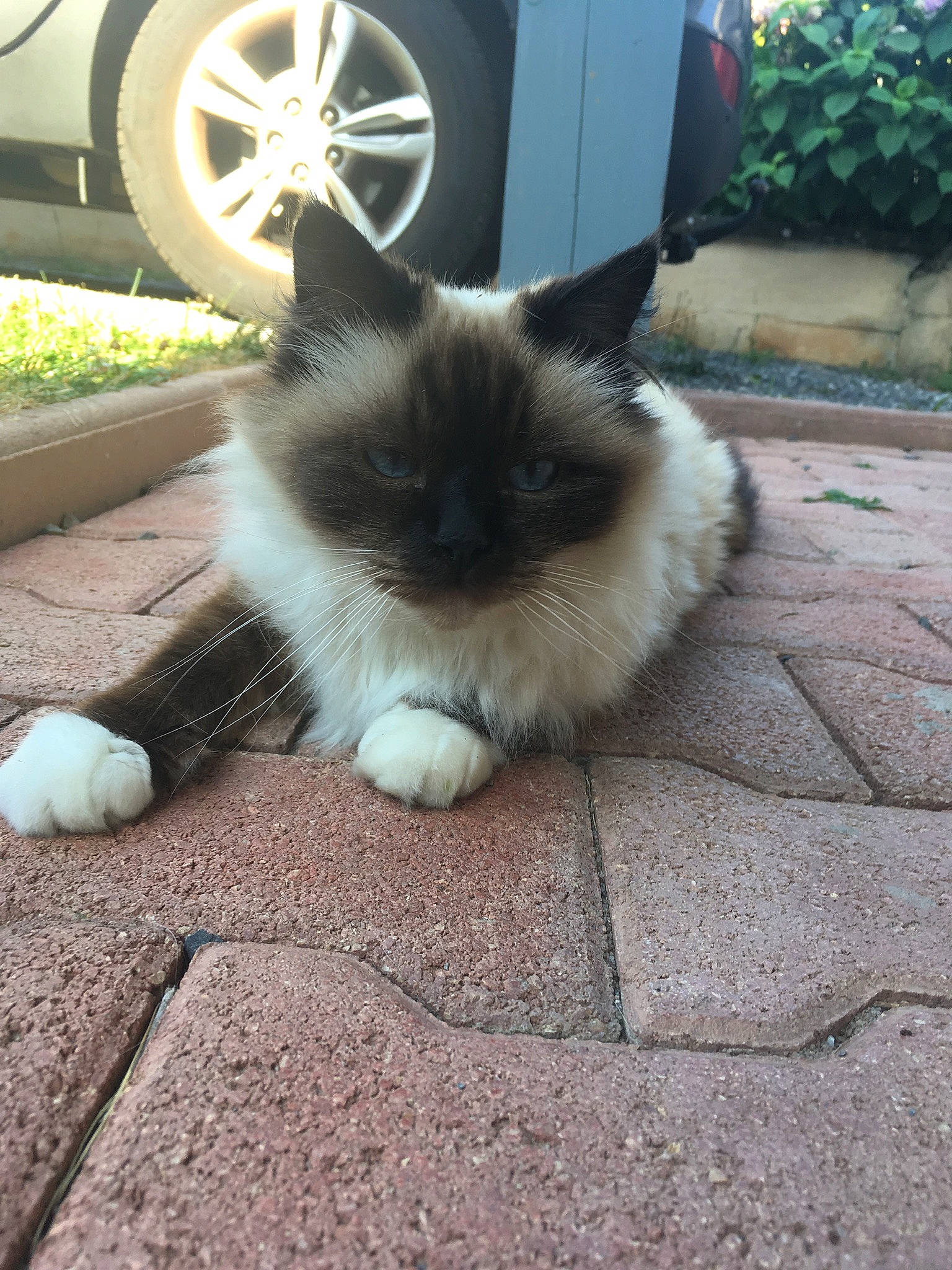 Chipie a rejoint le concours — aidez-le/la à gagner de superbes lots ! asphalt, automotive_tire, car, carnivore, cat, fawn, felidae, fender, flooring, grass, hubcap, plant, road_surface, small_to_medium_sized_cats, tire, vehicle, vehicle_registration_plate, wheel, whiskers, yellow