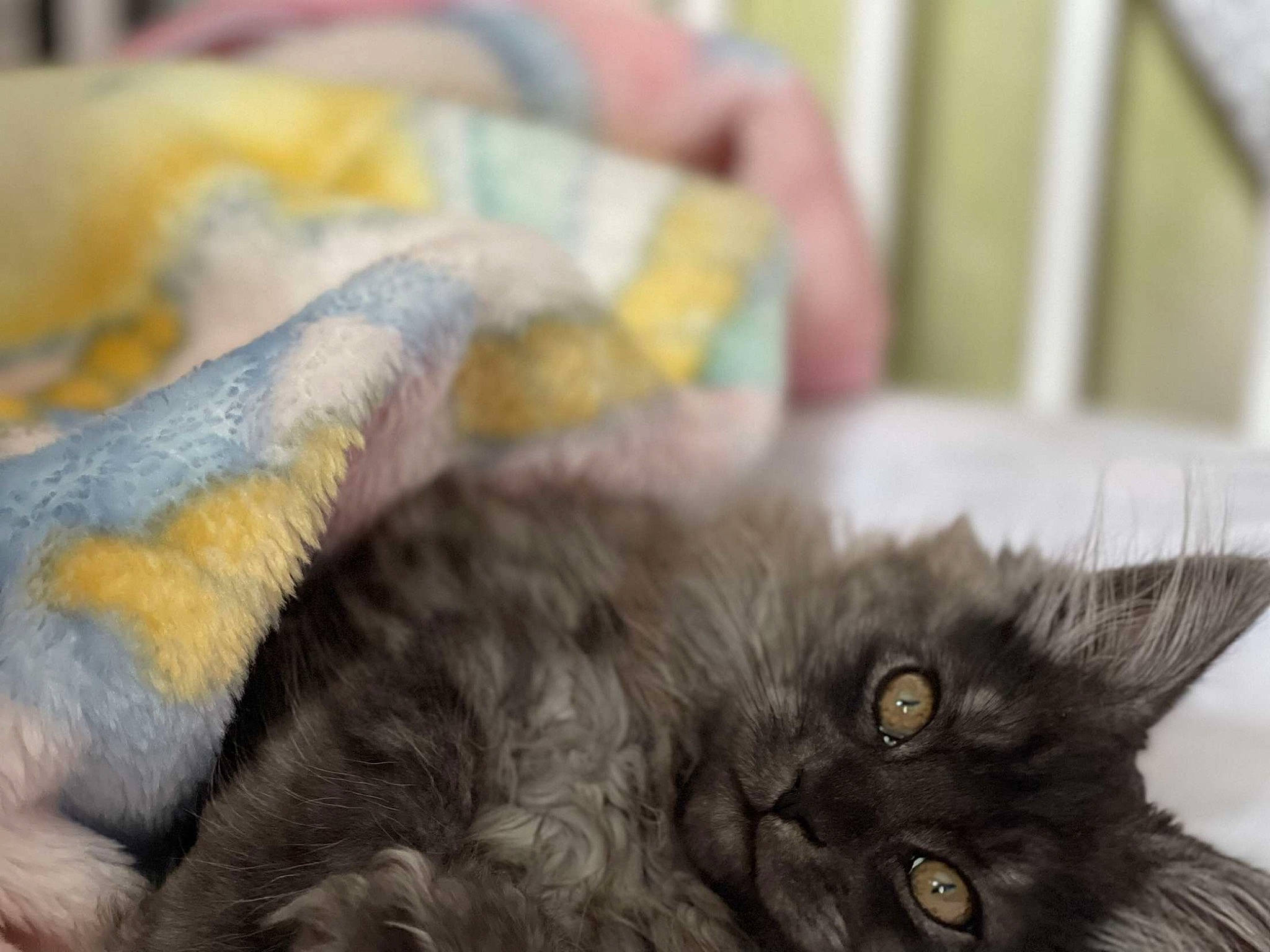 Silka a rejoint le concours — aidez-le/la à gagner de superbes lots ! black_cat, british_longhair, carnivore, cat, claw, comfort, domestic_short_haired_cat, ear, felidae, fur, liver, paw, small_to_medium_sized_cats, snout, tail, whiskers