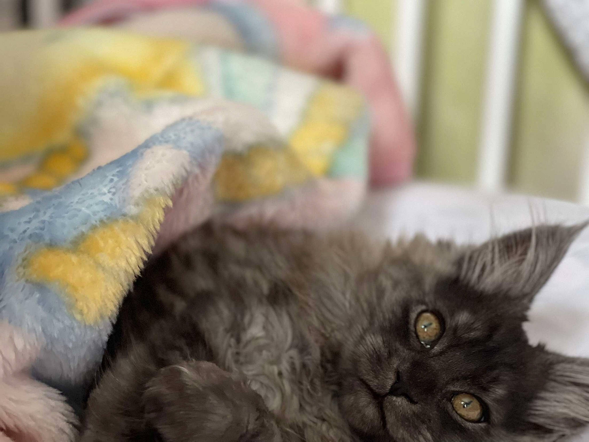 Silka participe au concours pour gagner de l'argent avec cette photo : bed, black_cat, british_longhair, carnivore, cat, claw, comfort, domestic_short_haired_cat, ear, felidae, fur, nap, paw, small_to_medium_sized_cats, snout, tail, whiskers