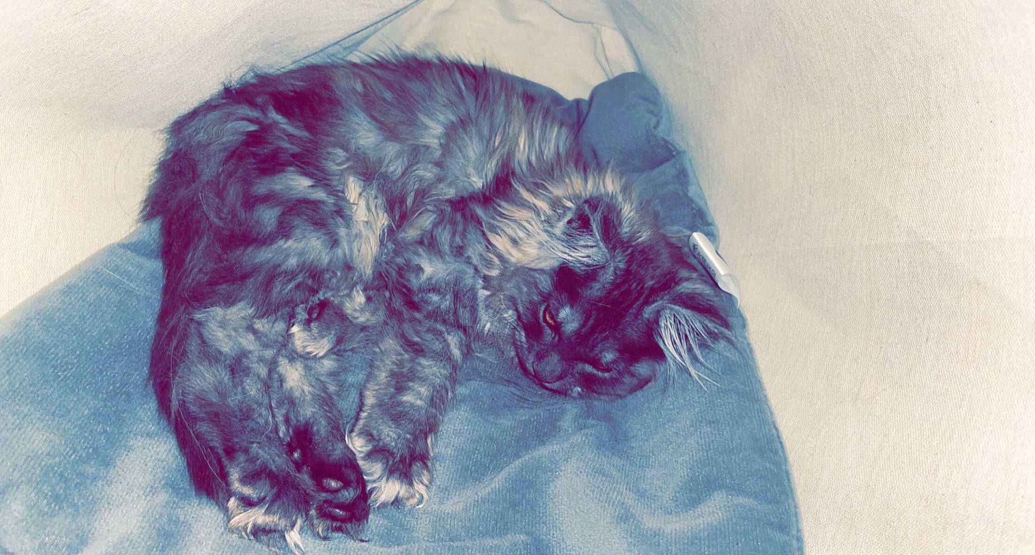 Silka participe au concours pour gagner de l'argent avec cette photo : canidae, carnivore, comfort, companion_dog, dog, dog_breed, electric_blue, felidae, fur, grey, liver, magenta, purple, sleeve, small_to_medium_sized_cats, snout, sporting_group, tail, terrier, whiskers