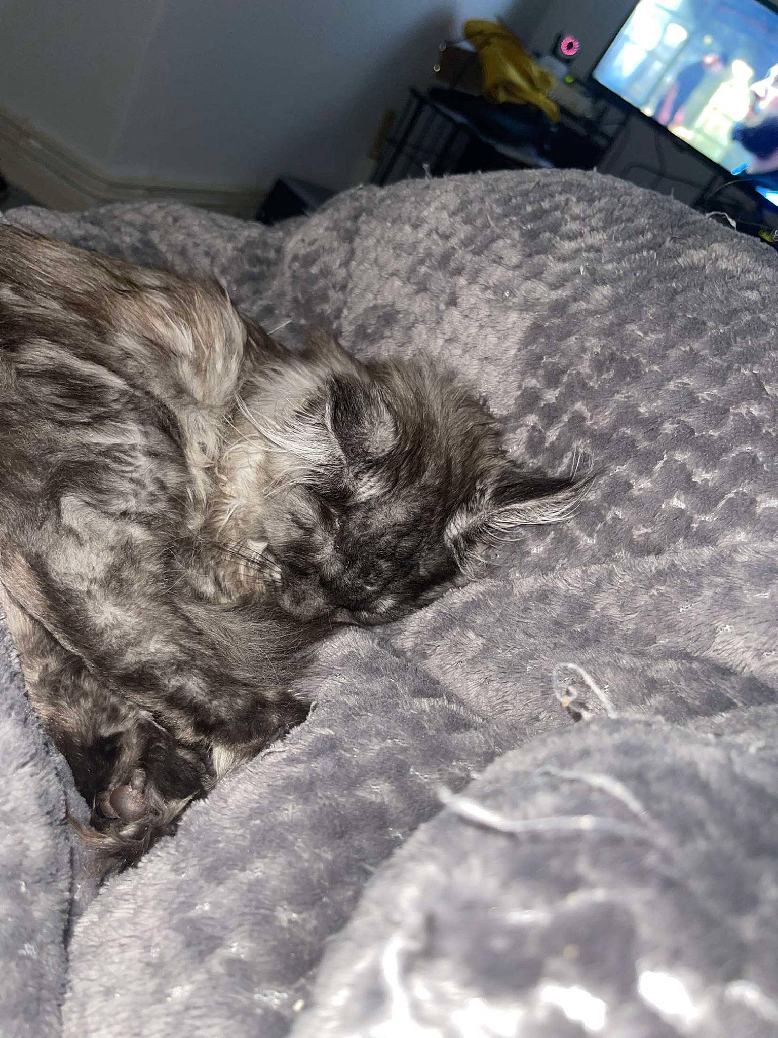 Silka participe au concours pour gagner de l'argent avec cette photo : automotive_tire, carnivore, claw, comfort, companion_dog, dog, dog_breed, domestic_short_haired_cat, felidae, flooring, fur, grey, hardwood, room, small_to_medium_sized_cats, sporting_group, tail, terrier, whiskers, wood