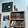 animal, art, books, bookshelf, cat, curious, decor, domestic_cat, furniture, indoor, library, literature, painting, pet, quiet, room, shelf, tabby_cat, wall, wood