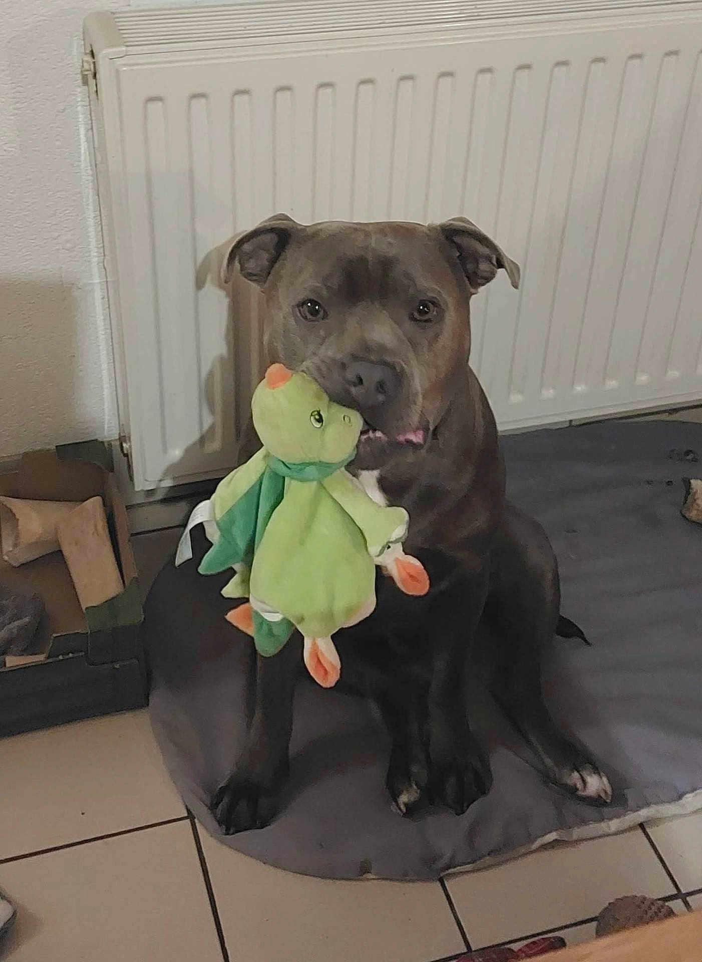 éros a rejoint le concours — aidez-le/la à gagner de superbes lots ! dog, indoor, pet, plush_toy, radiator, cushion, floor, tile_floor, brown_dog, animal, sitting, toy, mouth_holding, domestic_animal, canine, cute, companion, home, relaxed, playful