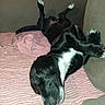 dog, dogs, black_and_white, sleeping, lying_down, upside_down, couch, sofa, blanket, pink_blanket, indoor, pets, animal, paws, white_chest, relaxed, cuddle, funny_pose, cozy, home