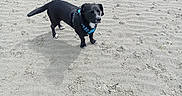 Vénom participe au concours pour gagner de l'argent avec cette photo : dog, dogs, puppy, black_dog, brindle_dog, blue_harness, sandy_ground, beach, outdoor, animal, pet, canine, standing, walking, playful, short_hair, brindle_coat, black_coat, photography, nature