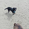 dog, dogs, puppy, black_dog, brindle_dog, blue_harness, sandy_ground, beach, outdoor, animal, pet, canine, standing, walking, playful, short_hair, brindle_coat, black_coat, photography, nature