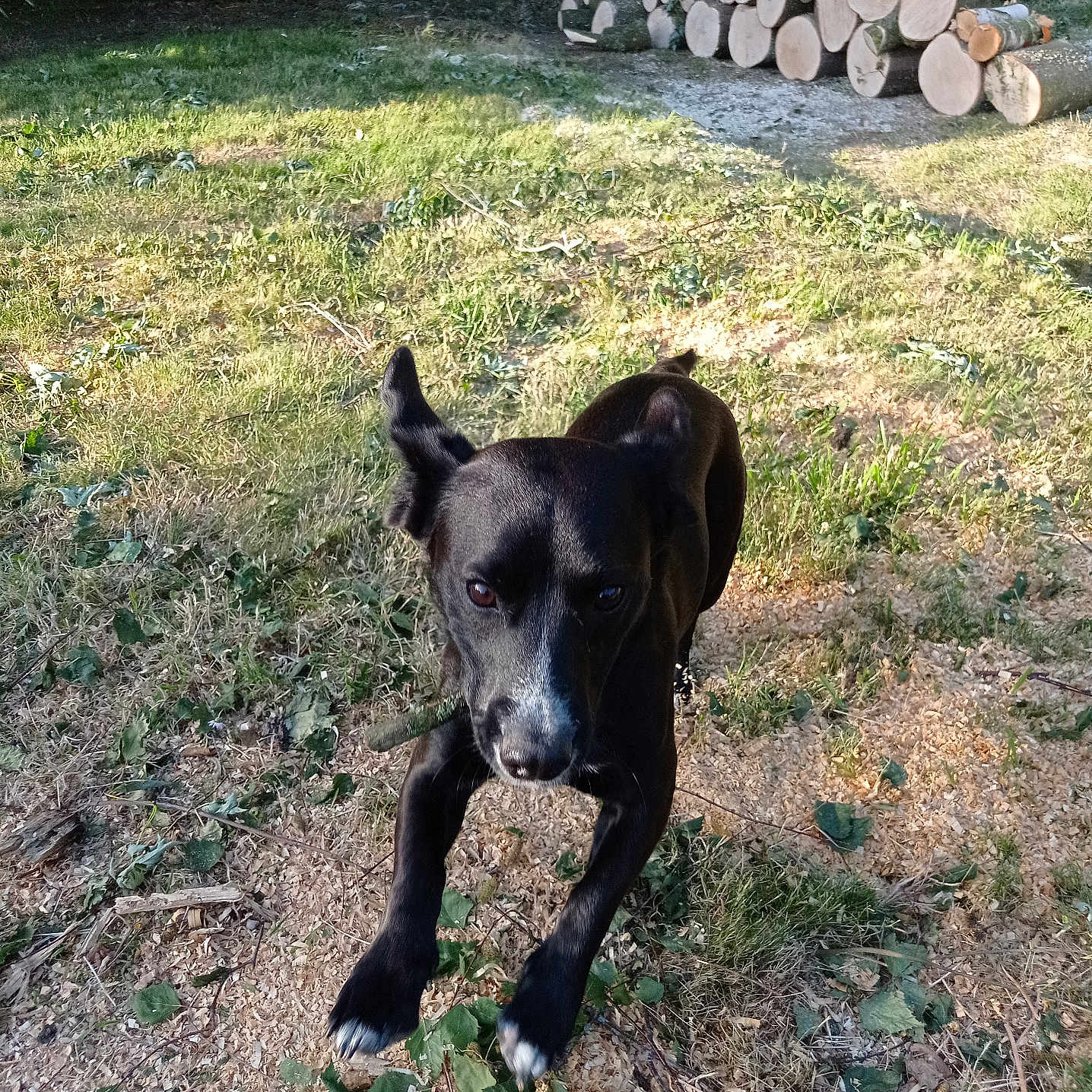 Vénom
