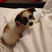 Jill is registered to the contest to win money with this photo: dog, puppy, bed, white_bed, blanket, indoor, furry, small_dog, brown_and_white, pet, animal, soft, sleeping_area, cozy, cute, playing, fuzzy, blurred, resting, domestic_animal