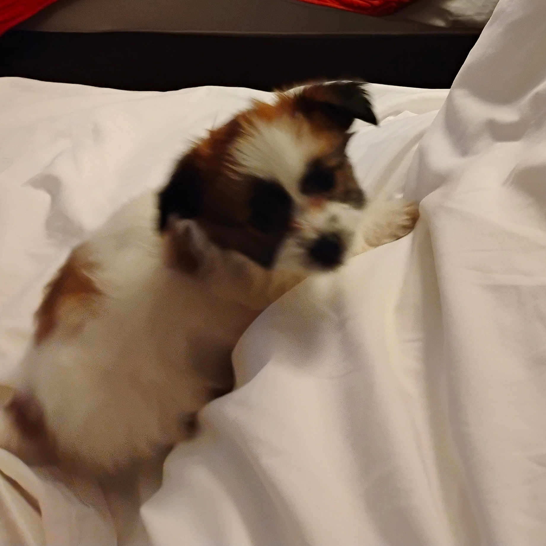Jill is registered to the contest to win money with this photo: animal, bed, blanket, blurred, brown_and_white, cozy, cute, dog, domestic_animal, furry, fuzzy, indoor, pet, playing, puppy, resting, sleeping_area, small_dog, soft, white_bed