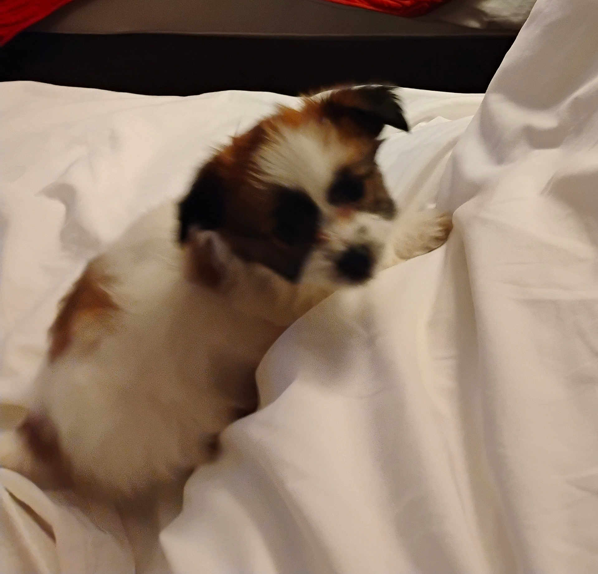 Jill is registered to the contest to win money with this photo: dog, puppy, bed, white_bed, blanket, indoor, furry, small_dog, brown_and_white, pet, animal, soft, sleeping_area, cozy, cute, playing, fuzzy, blurred, resting, domestic_animal