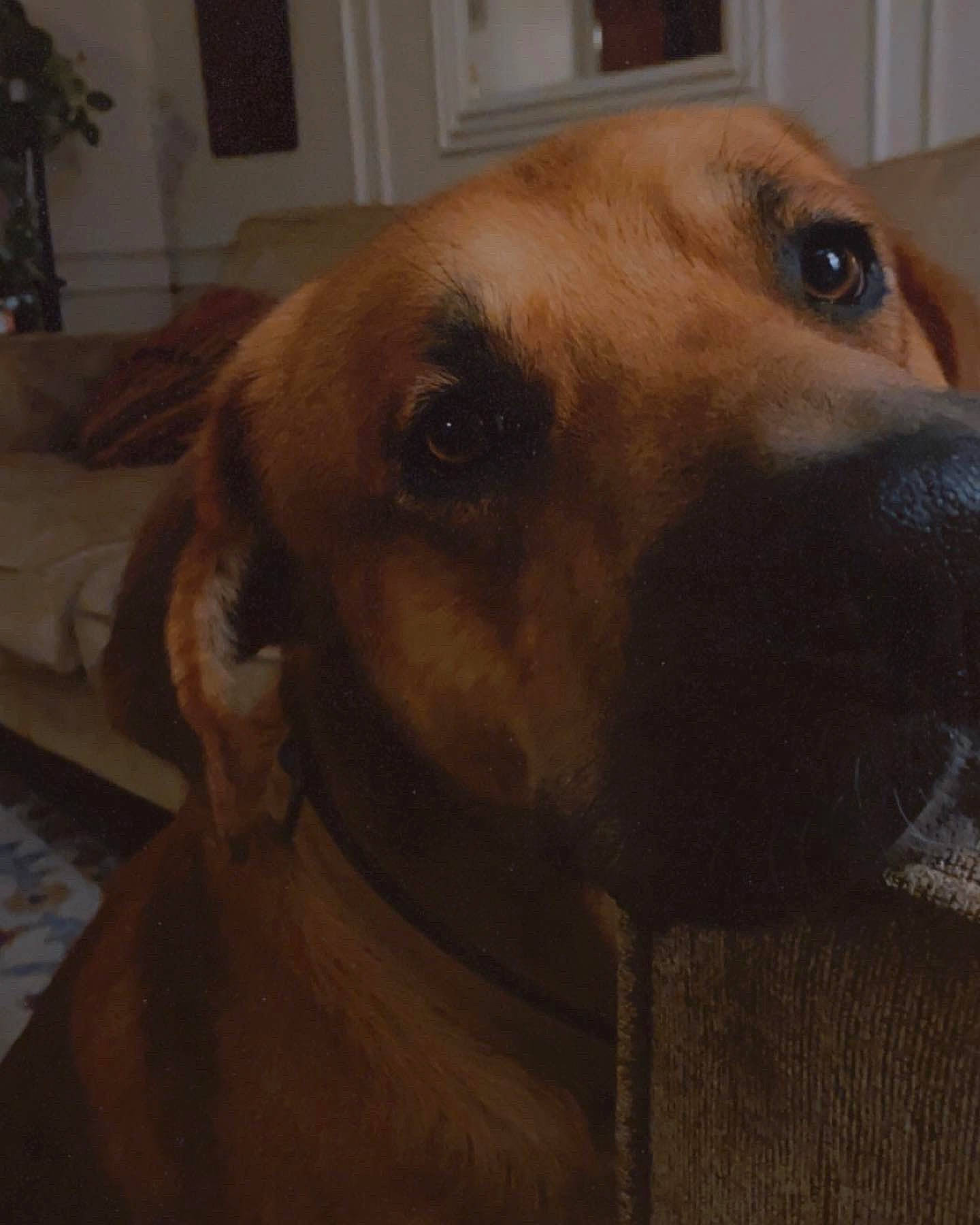 Angus is registered to the contest to win money with this photo: canidae, carnivore, collar, companion_dog, dog, dog_breed, ear, fawn, flooring, flowerpot, fur, houseplant, jaw, liver, pet_supply, plant, snout, sporting_group, whiskers, working_animal