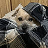 dog, small_dog, pet, animal, canine, face, eyes, nose, fur, scruffy_fur, blanket, plaid, wrapped, cozy, bed, pillow, bedroom, wood_paneling, indoor, portrait