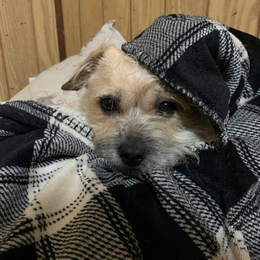 Mandy is registered to the contest to win money with this photo: dog, small_dog, pet, animal, canine, face, eyes, nose, fur, scruffy_fur, blanket, plaid, wrapped, cozy, bed, pillow, bedroom, wood_paneling, indoor, portrait