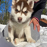 Amaroux participe au concours pour gagner de l'argent avec cette photo : puppy, dog, husky, snow, outdoor, person, hand, winter, nature, trees, blue_sky, fur, cute, animal, pet, cold, young, sitting, sunlight, playful