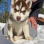 puppy, dog, husky, snow, outdoor, person, hand, winter, nature, trees, blue_sky, fur, cute, animal, pet, cold, young, sitting, sunlight, playful