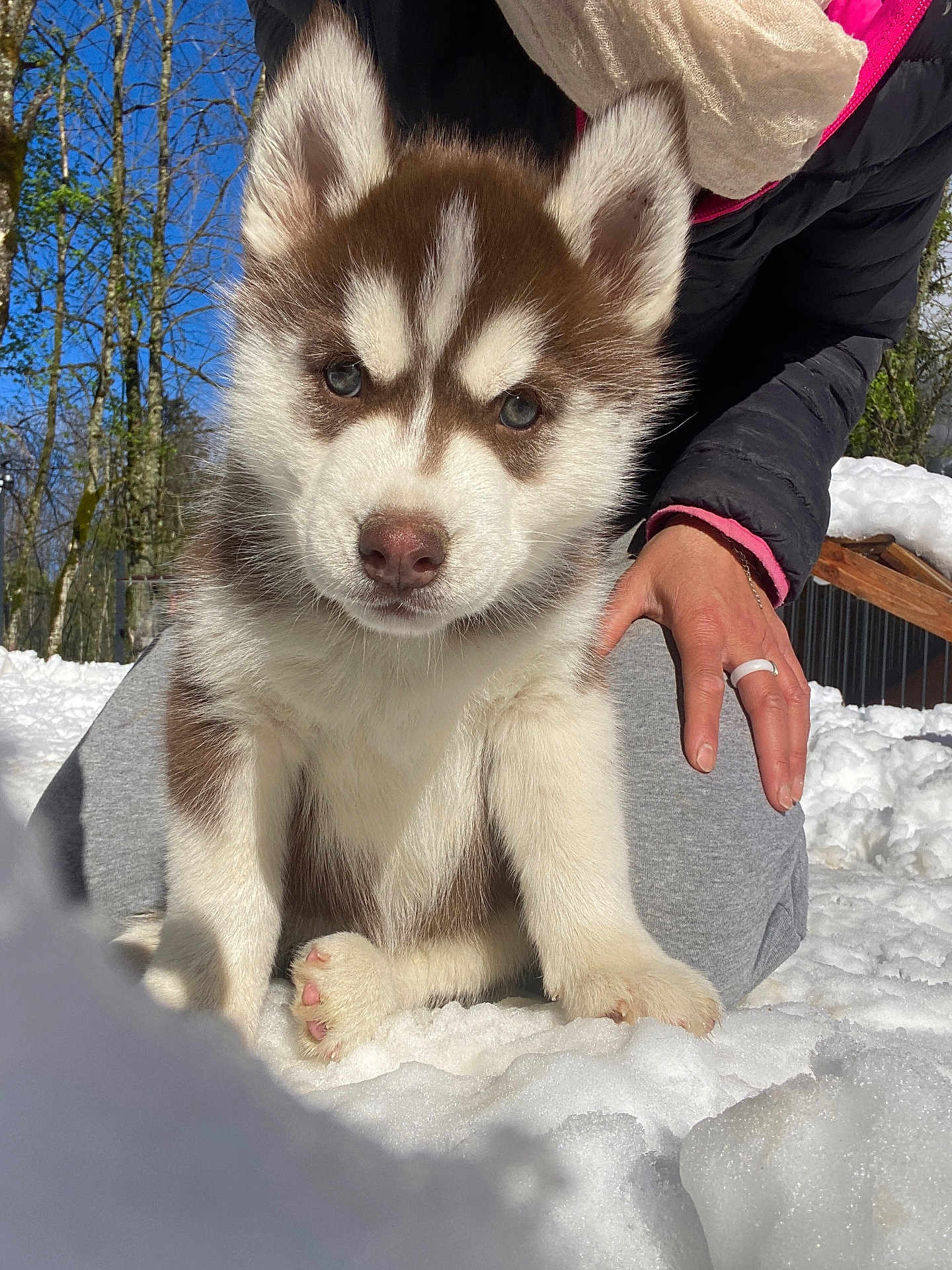 Amaroux participe au concours pour gagner de l'argent avec cette photo : puppy, dog, husky, snow, outdoor, person, hand, winter, nature, trees, blue_sky, fur, cute, animal, pet, cold, young, sitting, sunlight, playful