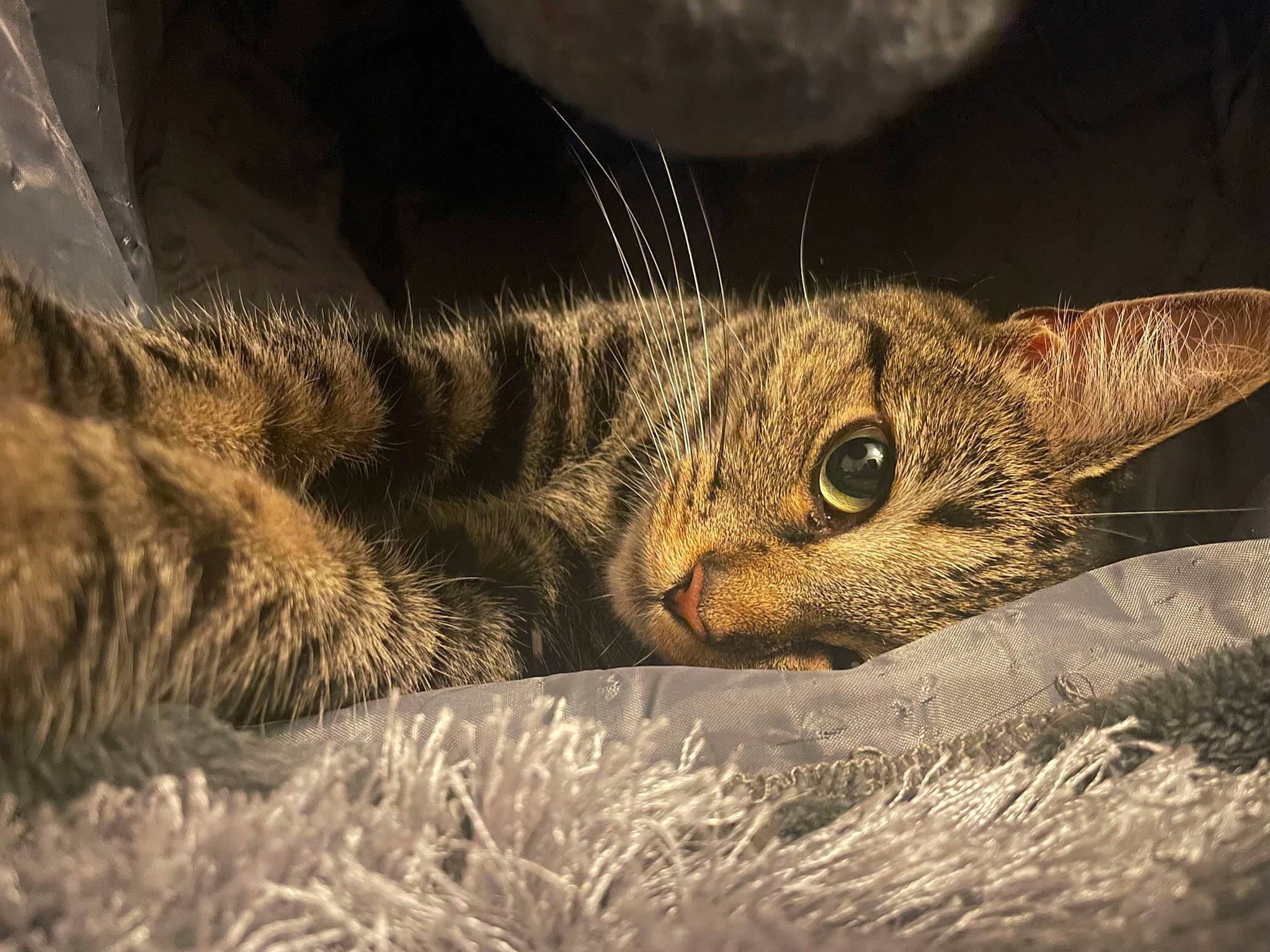 Pepper is registered to the contest to win money with this photo: carnivore, cat, claw, close_up, darkness, domestic_short_haired_cat, fawn, felidae, fur, grass, macro_photography, paw, small_to_medium_sized_cats, snout, tail, terrestrial_animal, whiskers, wildlife, wood