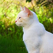 Roma a rejoint le concours — aidez-le/la à gagner de superbes lots ! cat, white_cat, outdoor, greenery, grass, nature, animal, pet, profile_view, fur, whiskers, ears, peaceful, daylight, soft_light, background_blur, closeup, mammal, domestic_animal, portrait