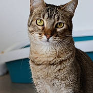 Kovou participe au concours pour gagner de l'argent avec cette photo : cat, tabby, indoor, pet, animal, feline, yellow_eyes, fur, whiskers, close_up, portrait, curious, sitting, litter_box, floor, domestic, mammal, cute, face, ears