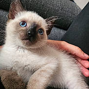Rider a rejoint le concours — aidez-le/la à gagner de superbes lots ! kitten, cat, siamese, blue_eyes, fur, whiskers, paw, person, hand, lap, couch, indoor, pet, cute, animal, feline, cozy, relaxed, close_up, portrait