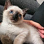 animal, blue_eyes, cat, close_up, couch, cozy, cute, feline, fur, hand, indoor, kitten, lap, paw, person, pet, portrait, relaxed, siamese, whiskers