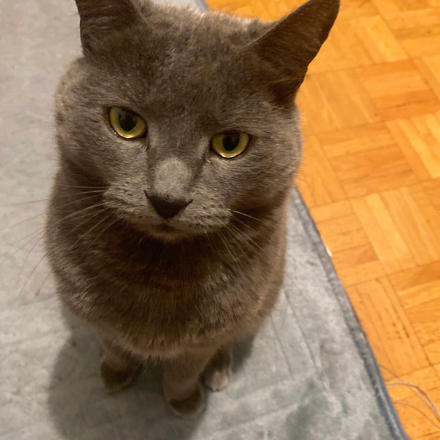 Grisminouche participe au concours pour gagner de l'argent avec cette photo : animal, carpet, cat, close_up, cute, domestic_cat, ears, eyes, feline, floor, fur, gray_cat, indoor, looking_up, parquet, pet, rug, sitting, whiskers, wood_floor
