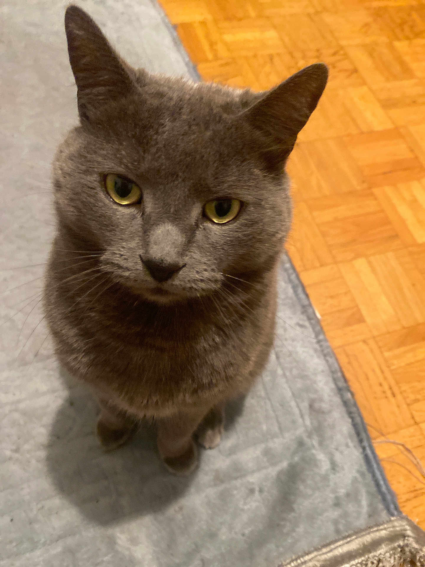 Grisminouche participe au concours pour gagner de l'argent avec cette photo : cat, gray_cat, pet, animal, feline, indoor, carpet, rug, floor, wood_floor, parquet, whiskers, ears, eyes, sitting, cute, domestic_cat, looking_up, close_up, fur