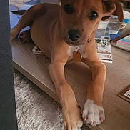 Attila participe au concours pour gagner de l'argent avec cette photo : puppy, dog, brown_dog, white_paws, wooden_shelf, carpet, books, indoors, pet, cute, laying_down, collar, tag, floor, curious, young_dog, domestic_animal, cozy, relaxed, furniture