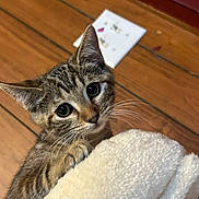 Peanut joined the competition — help win amazing prizes! cat, kitten, tabby, animal, pet, feline, whiskers, ears, eyes, face, fur, striped_fur, indoors, wooden_floor, blanket, curious, cute, portrait, close_up, photography