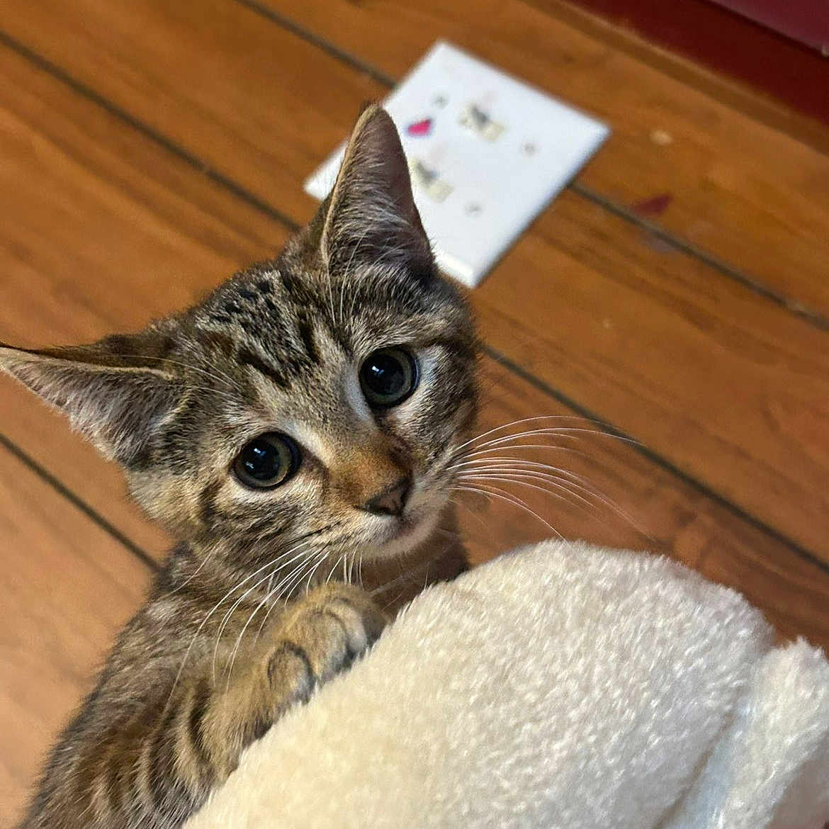 Peanut