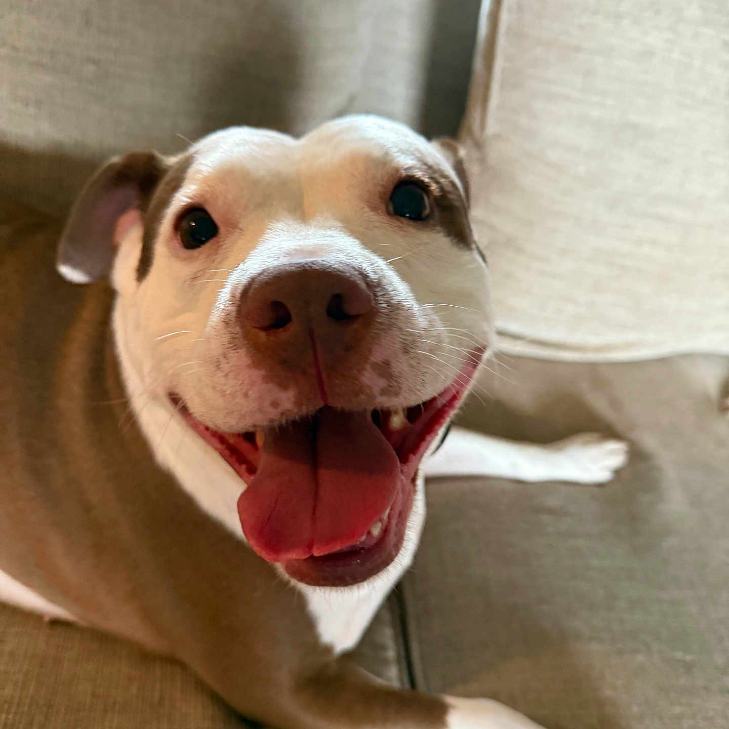 Nala is registered to the contest to win money with this photo: animal, beige, canine, close_up, couch, dog, domestic_animal, ears, face, friendly, fur, happy, indoor, laying_down, mammal, paw, pet, smiling, tongue, tongue_out