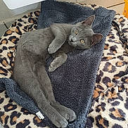 Bandit a rejoint le concours — aidez-le/la à gagner de superbes lots ! animal, bed, blanket, cat, cozy, cute, ears, feline, floor, fur, gray_cat, home, indoor, leopard_print, looking, paws, pet, relaxed, resting, whiskers