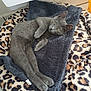 animal, bed, blanket, cat, cozy, cute, ears, feline, floor, fur, gray_cat, home, indoor, leopard_print, looking, paws, pet, relaxed, resting, whiskers