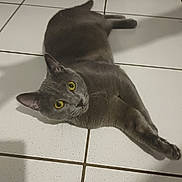 Bandit participe au concours pour gagner de l'argent avec cette photo : animal, cat, close_up, curious, domestic_cat, ears, feline, floor, gray_cat, indoor, laying_down, looking_at_camera, paws, pet, quiet, resting, stretching, tile_floor, whiskers, yellow_eyes