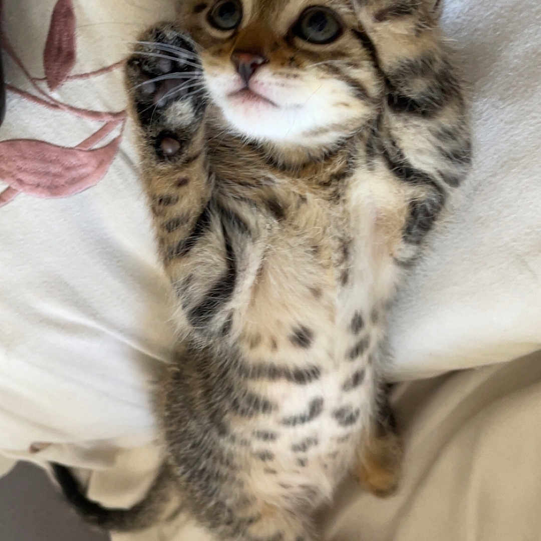 Athena participe au concours pour gagner de l'argent avec cette photo : animal, blanket, cat, cute, eyes, feline, fur, indoor, kitten, pattern, paw, pet, playful, resting, sleeping, small, soft, tabby, whiskers, young