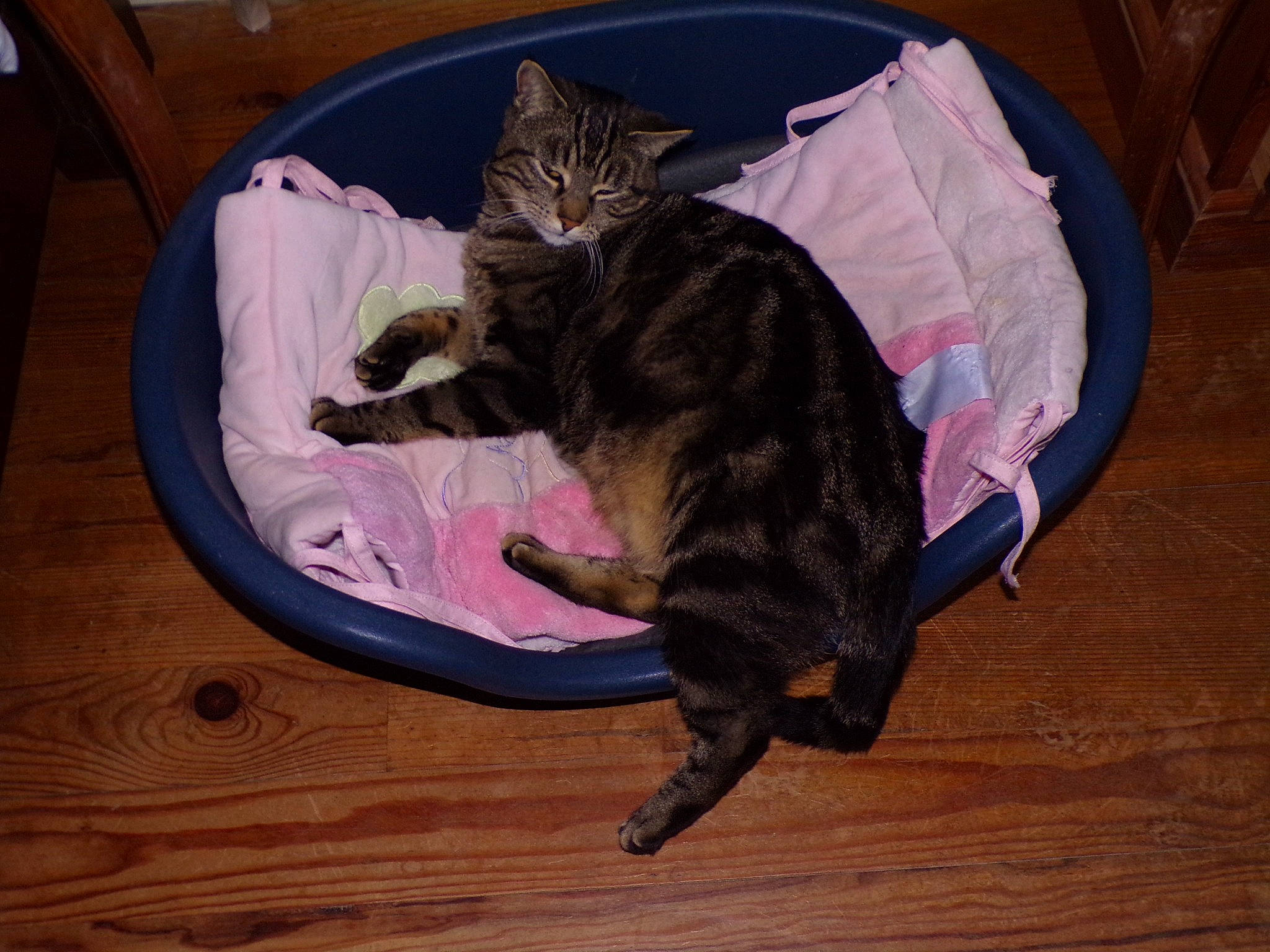 Pomponnette a rejoint le concours — aidez-le/la à gagner de superbes lots ! carnivore, cat, claw, comfort, domestic_short_haired_cat, felidae, flooring, fur, hardwood, laminate_flooring, paw, room, small_to_medium_sized_cats, tail, terrestrial_animal, varnish, whiskers, wood, wood_flooring, wood_stain