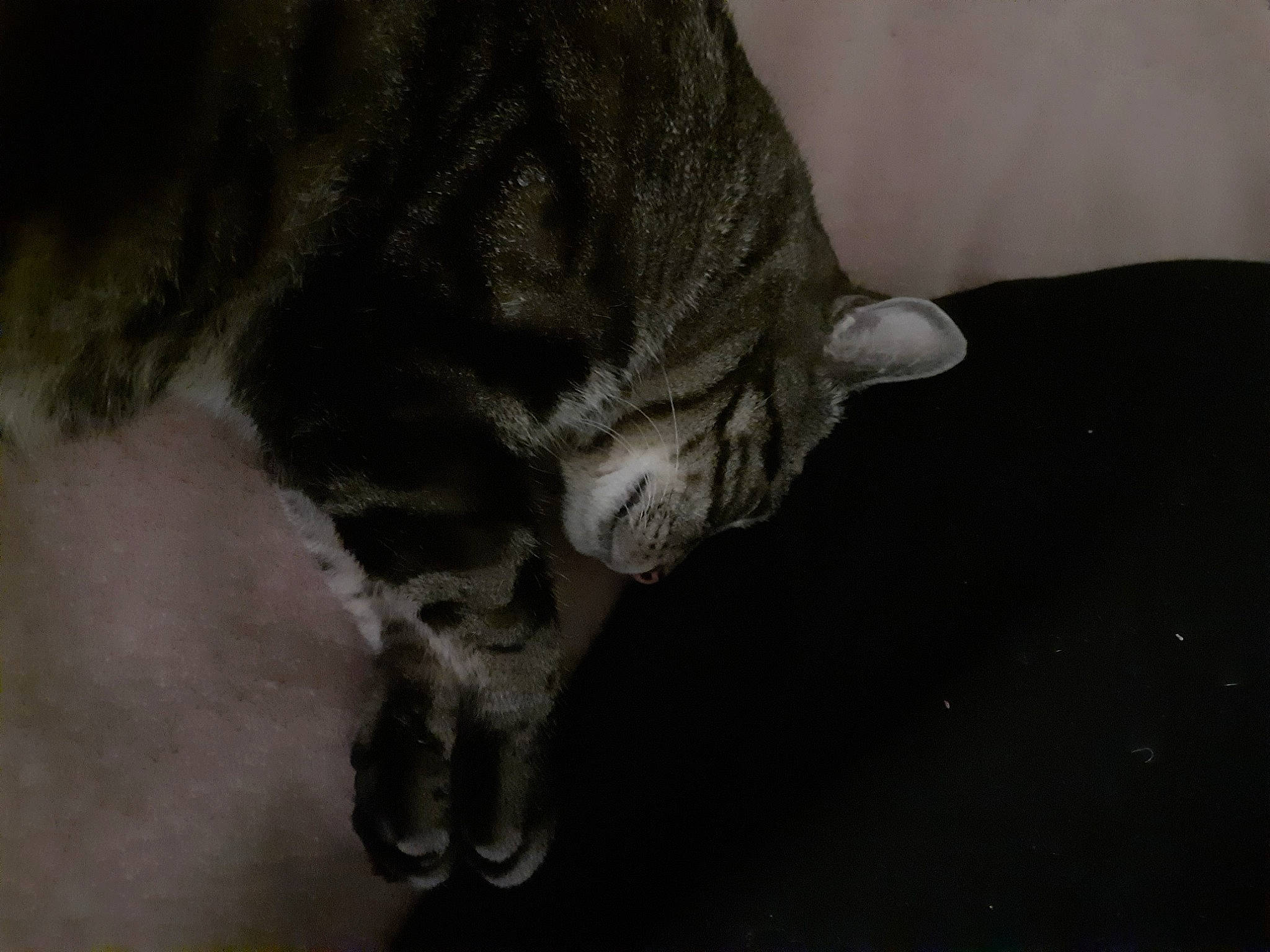 Pomponnette a rejoint le concours — aidez-le/la à gagner de superbes lots ! canidae, carnivore, cat, claw, dog_breed, domestic_short_haired_cat, felidae, flooring, fur, paw, small_to_medium_sized_cats, snout, sporting_group, tail, terrestrial_animal, whiskers