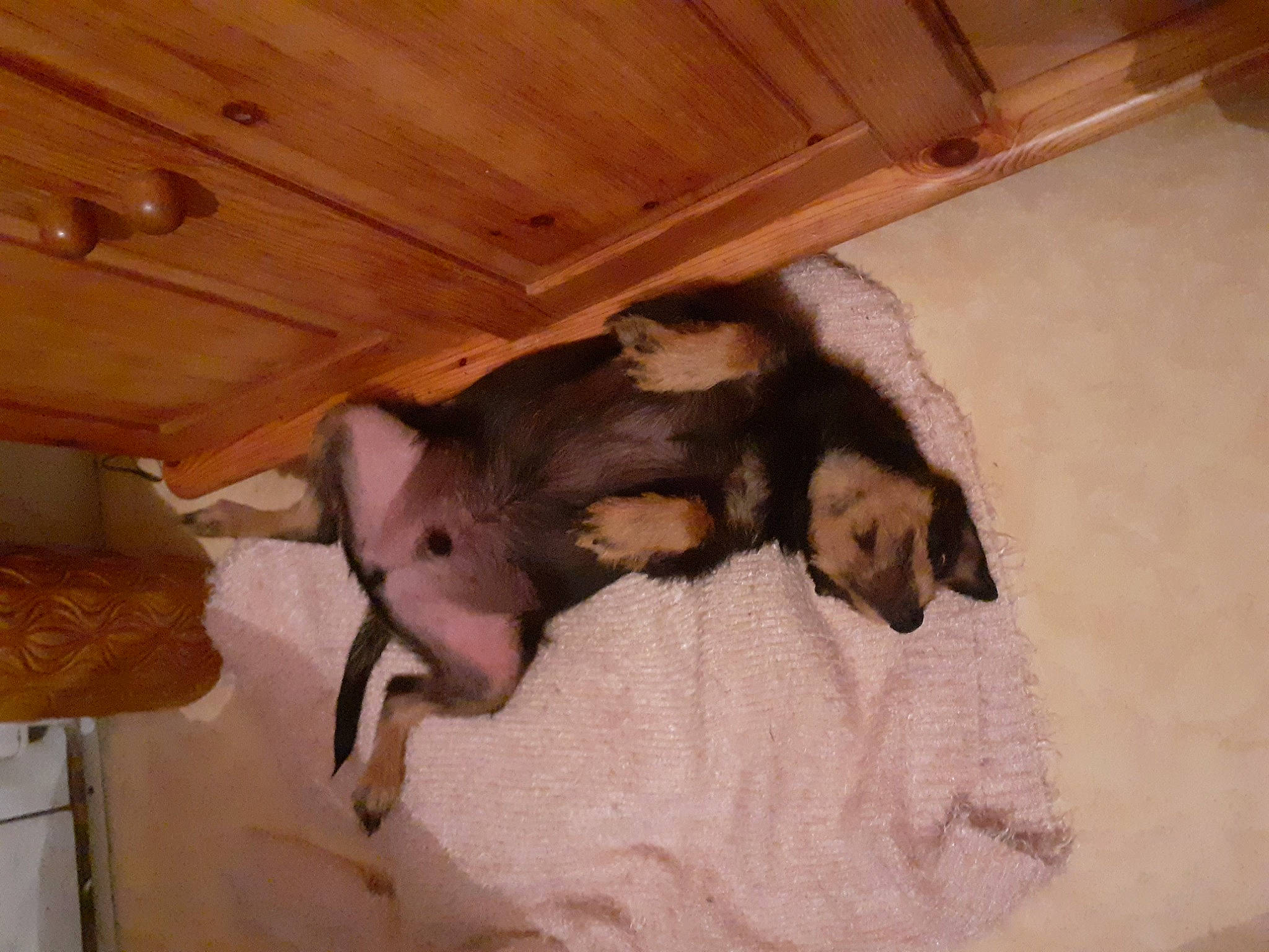 Milou participe au concours pour gagner de l'argent avec cette photo : animal_shelter, brown, canidae, carnivore, comfort, companion_dog, dog, dog_breed, fawn, flooring, fur, hardwood, paw, pet_supply, room, snout, sporting_group, tail, wood, working_animal