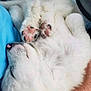 dog, white_fur, paw_pads, sleeping, curled_up, fluffy, cozy, relaxed, pet, animal, cute, indoor, resting, close_up, soft, fur, pink, paw, hand, companion