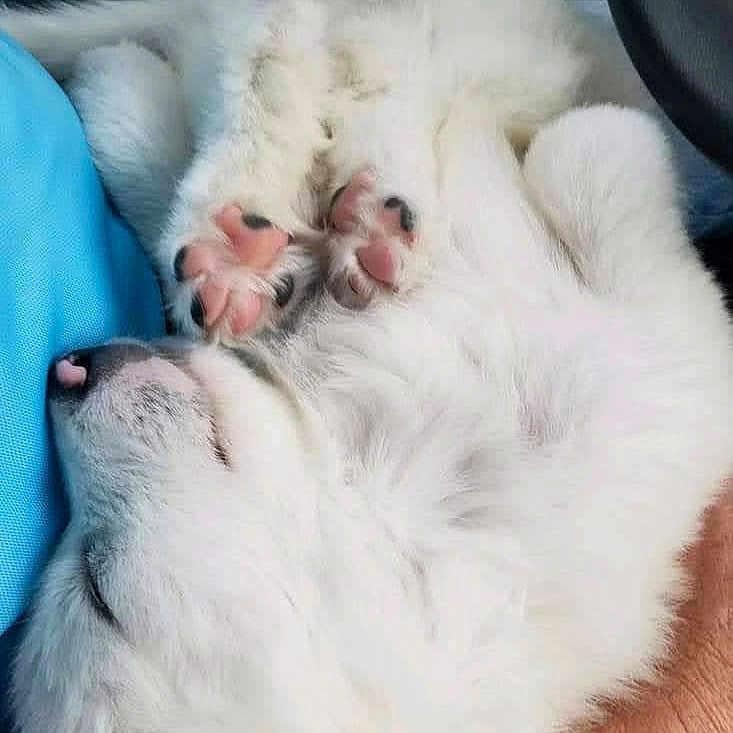 Saban Tide is registered to the contest to win money with this photo: animal, close_up, companion, cozy, curled_up, cute, dog, fluffy, fur, hand, indoor, paw, paw_pads, pet, pink, relaxed, resting, sleeping, soft, white_fur