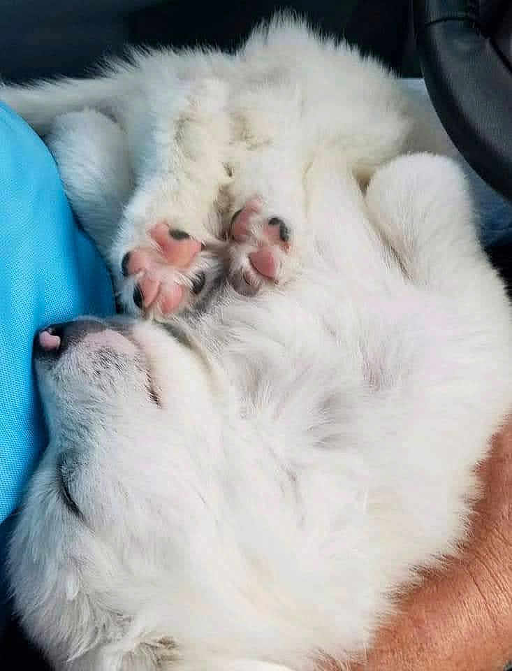 Saban Tide is registered to the contest to win money with this photo: dog, white_fur, paw_pads, sleeping, curled_up, fluffy, cozy, relaxed, pet, animal, cute, indoor, resting, close_up, soft, fur, pink, paw, hand, companion